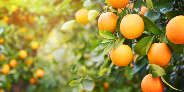 Fantastic Oranges Dietary And Effectively Being Benefits